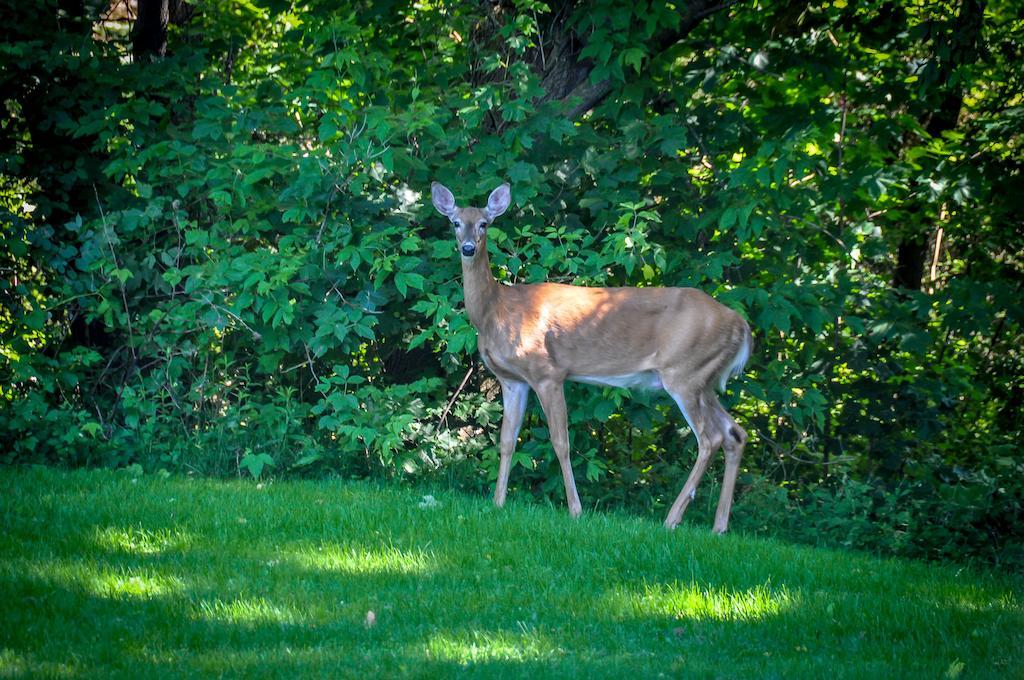 La Villa Rivermead Gatineau Exteriör bild